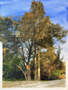 Proud Trees